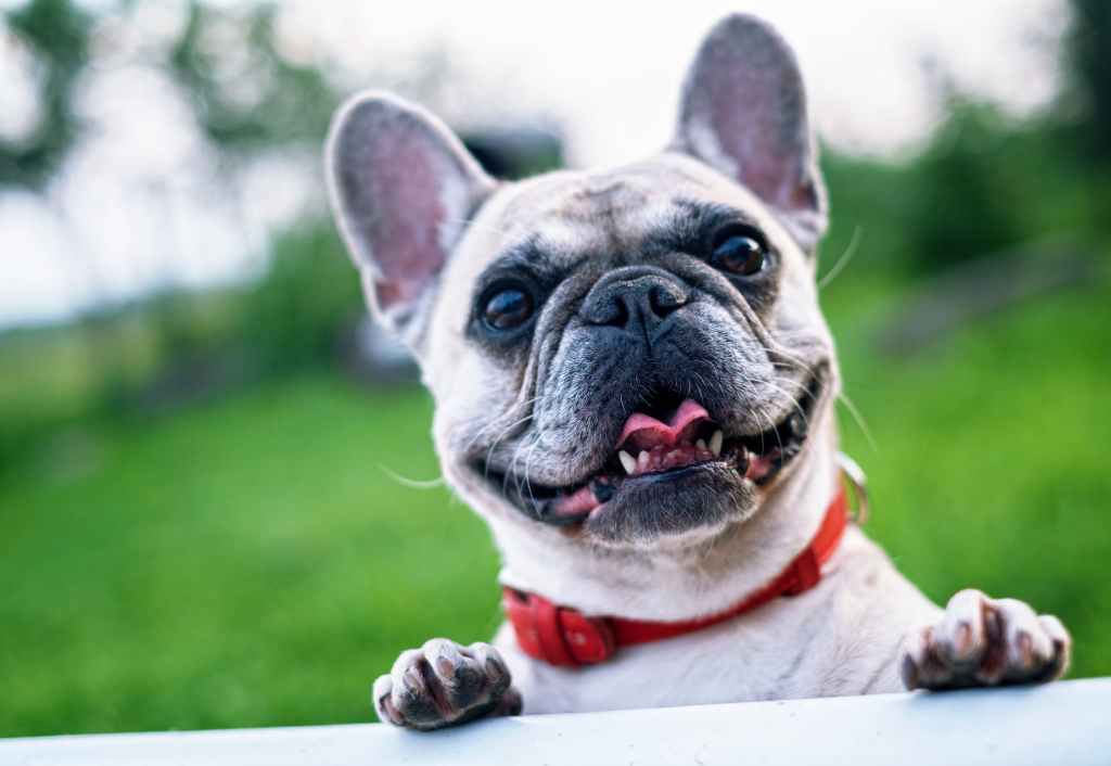 cute smiling french bulldog