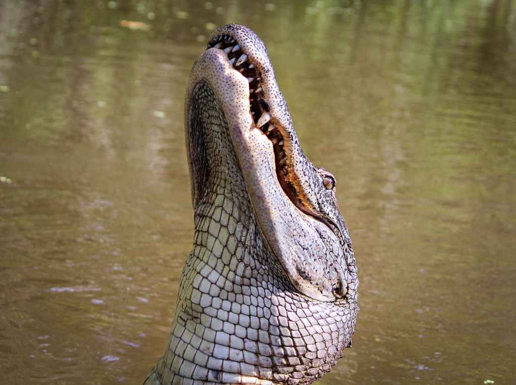 Close up of a crocodile rising out of water, looking up in the air.