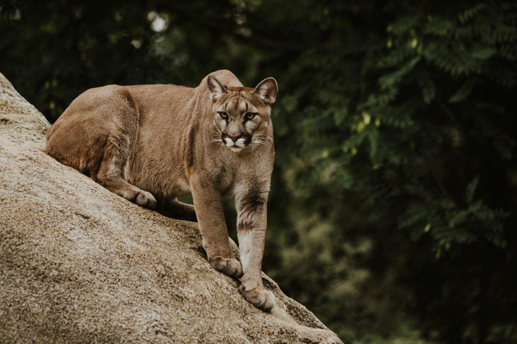 A cougar rests on the side of a large rock, intensely looking out into the distance.