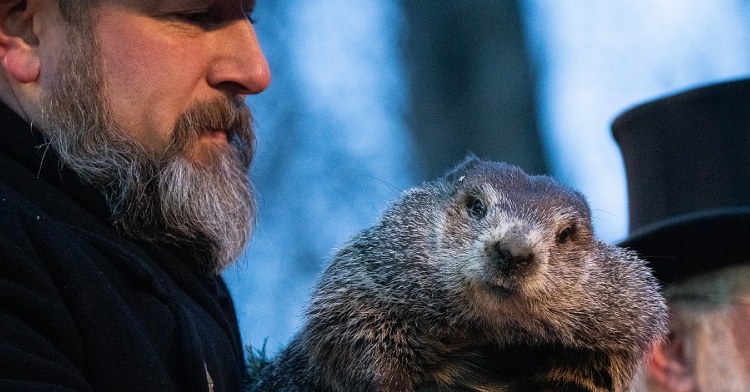 Close up of someone holding Punxsutawney Phil on Groundhog Day.