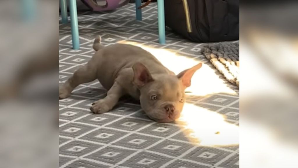 A puppy with backwards legs crawls on his belly.