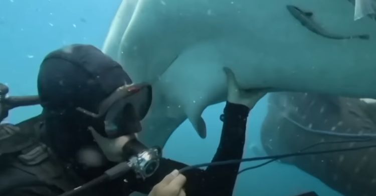 A scuba diver saving a whale shark from a fishing net.