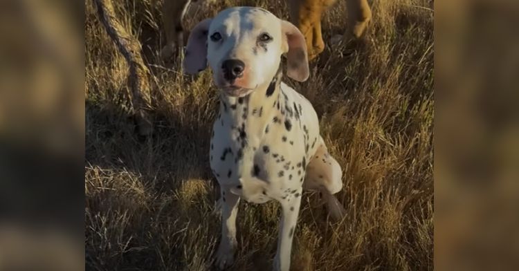 An adorable Dalmatian rescue settles into her new home.