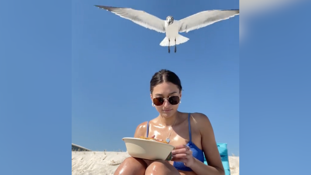 seagull and woman eating salad