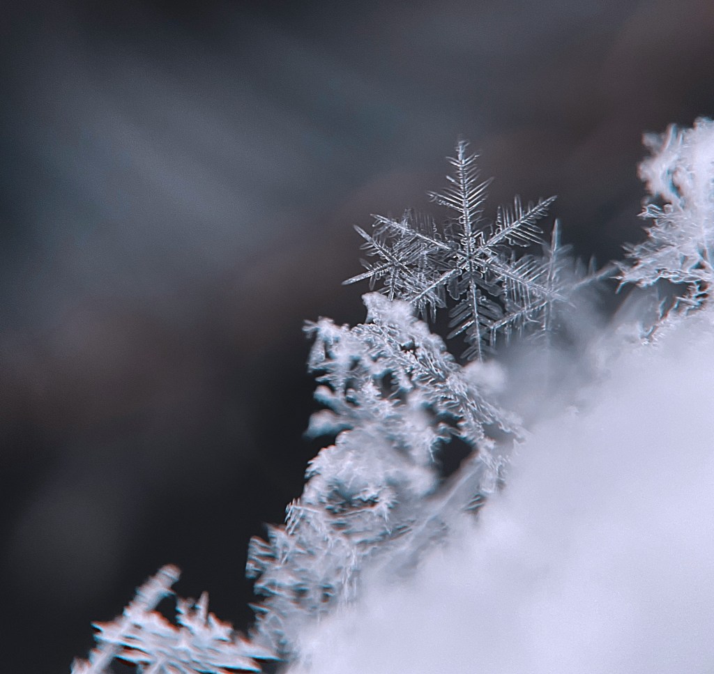A closeup of several snowflakes, making them look large. 