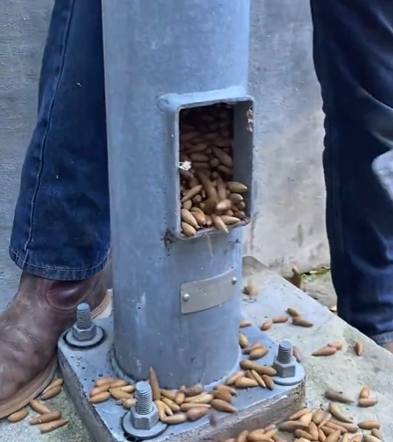 A telephone pole filled with a squirrel's stash of nuts.