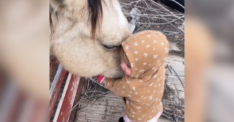 A toddler hugs a horse's nose outdoors.