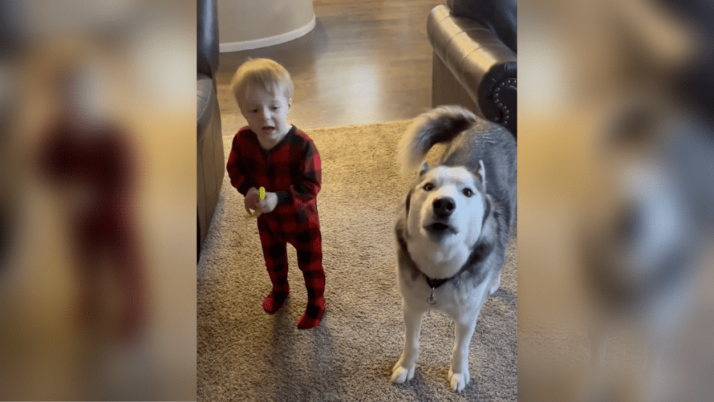 toddler husky howling
