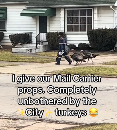Turkeys follow a mail carrier along their route.