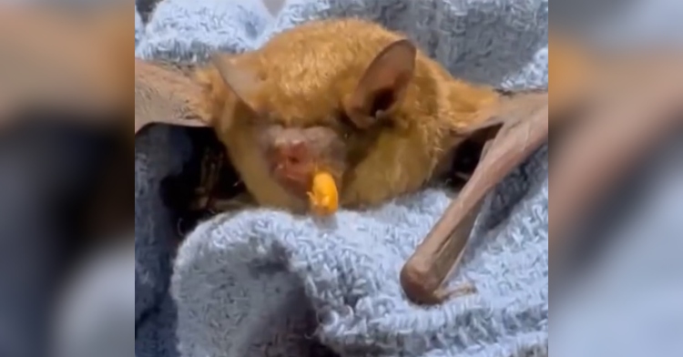 Close up of a bat being held in a cloth. The bat is eating worm, similar to what will happen if you donate $10 to the Saco River Wildlife Center