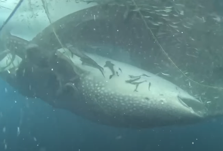 Divers Risk Their Lives To Save Five Whale Sharks Tangled In Fishing Net.