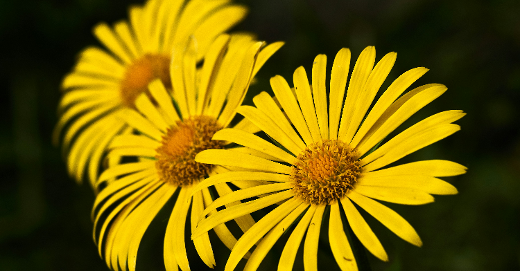 widow flowers