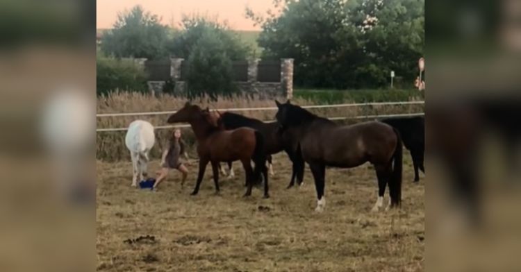 A woman stands in between one white horse and a group of other horses.