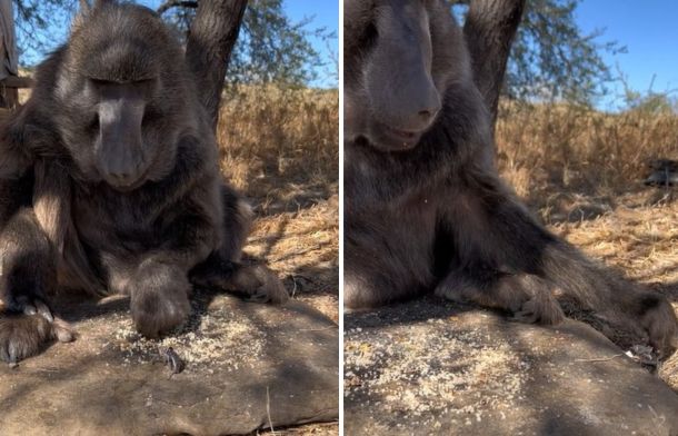 Left image shows Cindy the baboon reaching for a bug to toss him away from her lunch. Right image shows the persistent bug returning, only to be thrown farther away by the baboon.
