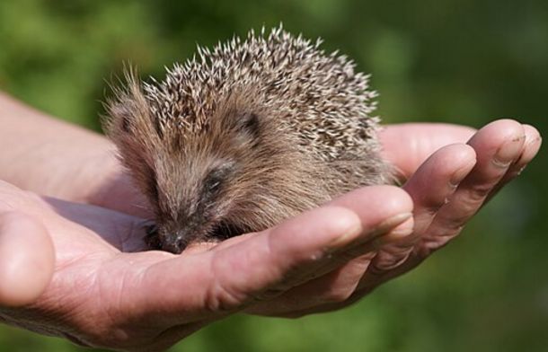 A baby hedgehog held in a person's hands.
