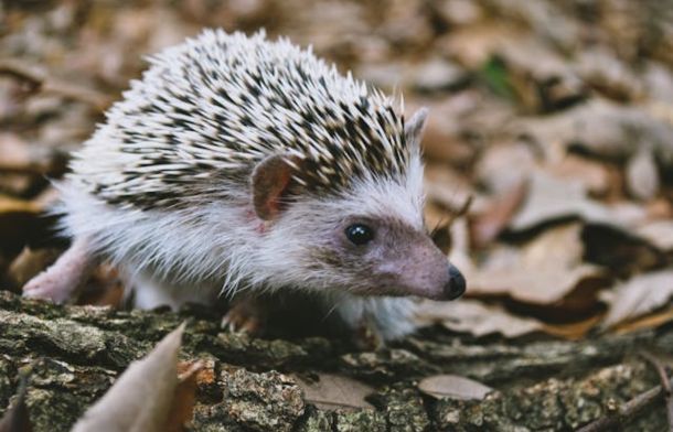 A baby hedgehog walking along the forest floor.