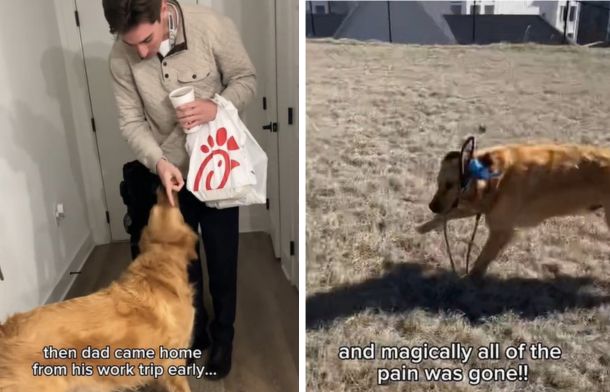 Left image shows a happy dog welcoming dog dad home early from a trip. Right image shows the golden retriever playing normally, proving that he was faking injury.
