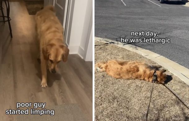 Left image shows a golden retriever limping. Right image shows the same dog acting lethargic and laying down during a walk, refusing to move.