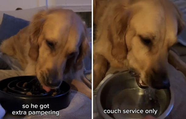 Images show a golden retriever being pampered with couch service for food and water.