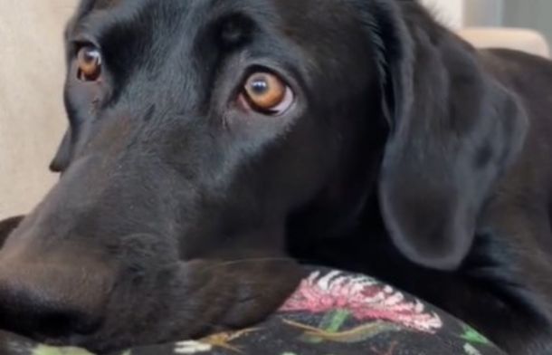 Image shows a dog's eyes opening wide as she feels the human baby kick in her dog mom's belly.