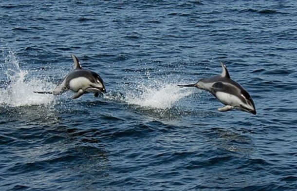 Pacific white-sided dolphins swimming together. Images shows two dolphins jumping clear of the water.
