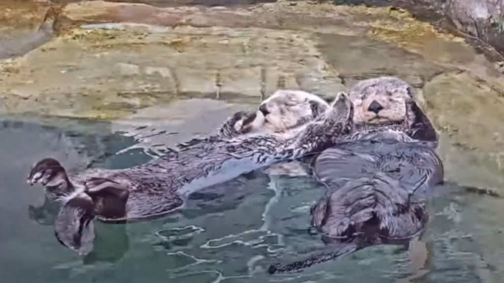 Image shows two otters holding hands to keep from drifting apart.