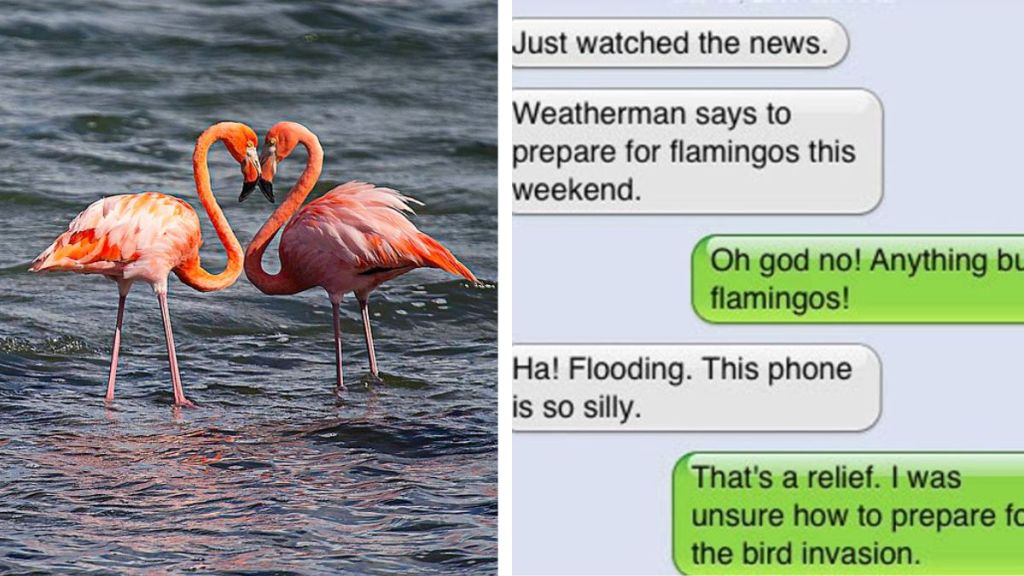 Left image shows a pair of flamingos wading in water. Right image shows a text thread with an autocorrect fail about flamingos.