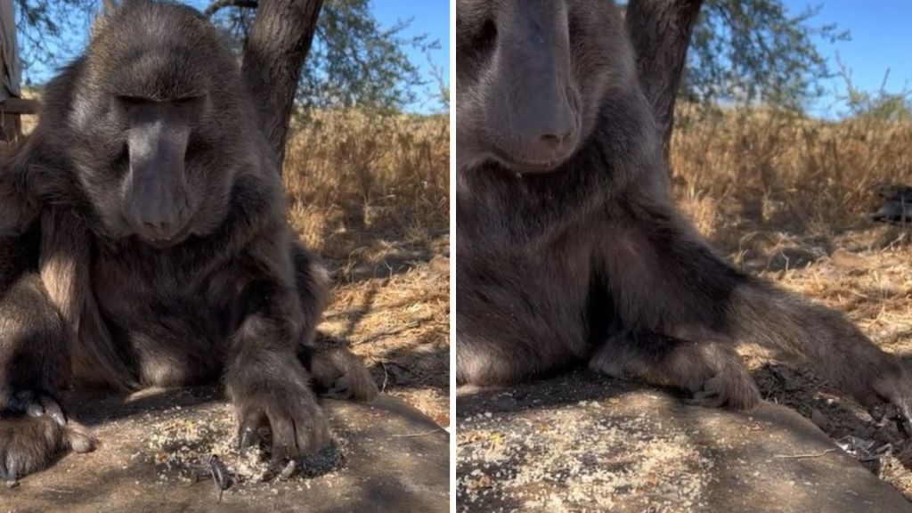 Baboon grabbing a bug to toss it aside during a lunch break.