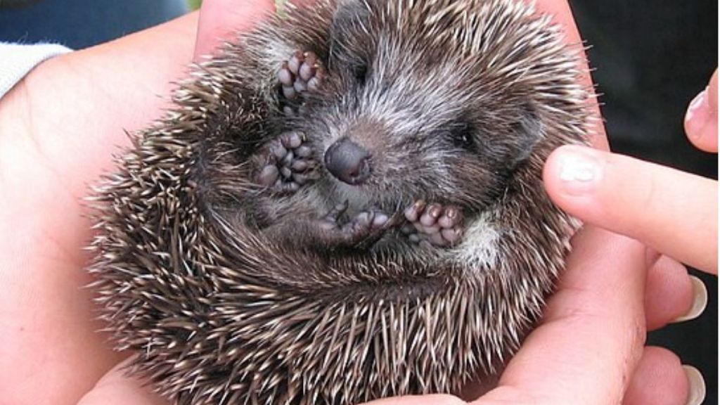 Image shows a baby hedgehog curled like a pom pom in the palm of a hand.