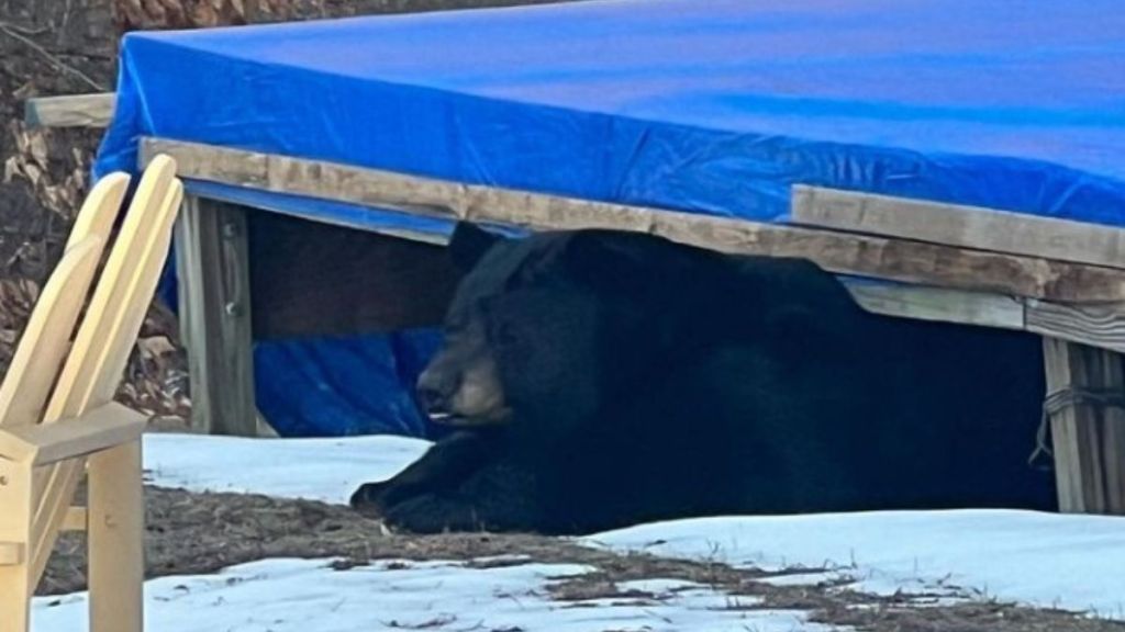 Image shows a bear half under a porch catching a little sun while it decides whether to return to hibernation or not.