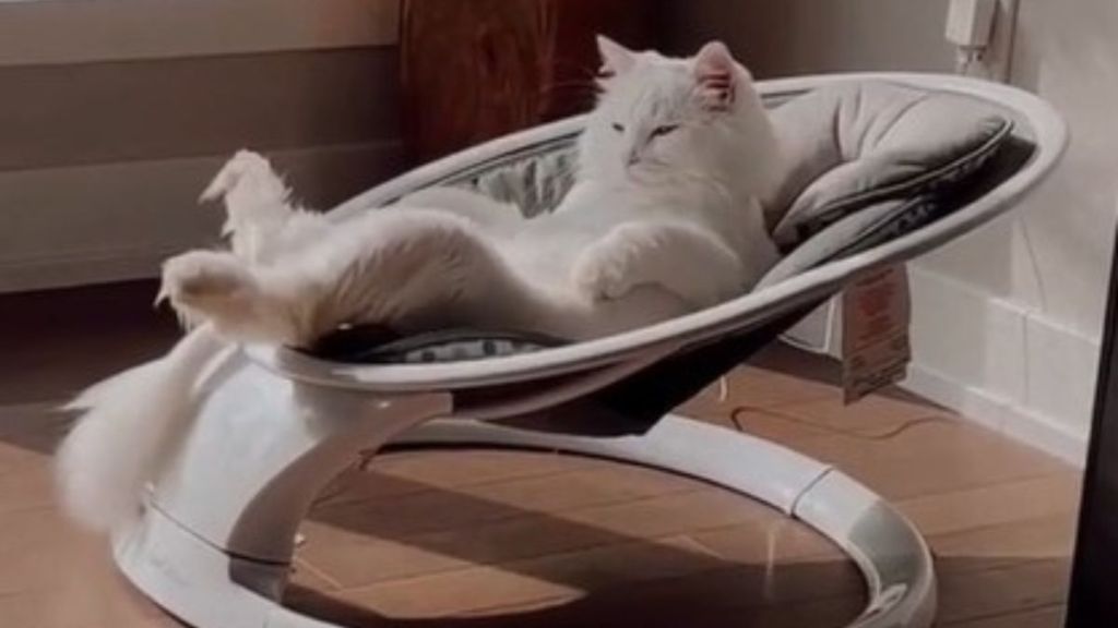 Image shows a fluffy white cat in a new baby seat.
