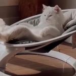 Image shows a fluffy white cat in a new baby seat.