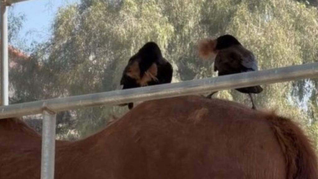 Image shows two crows grooming a horse by collecting loose fur during shedding season to line their nest.