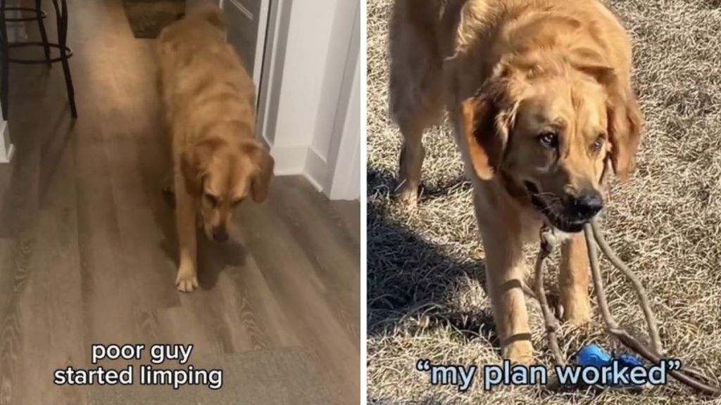 Left image shows a dog limping convincingly. Right image shows a happy dog carrying its leash in its mouth and running and playing.