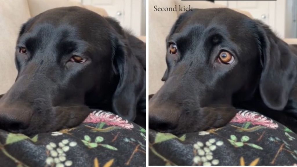 Left image shows a dog relaxing on its mom's belly. Right image shows the same dog when the dog feels the baby kick.