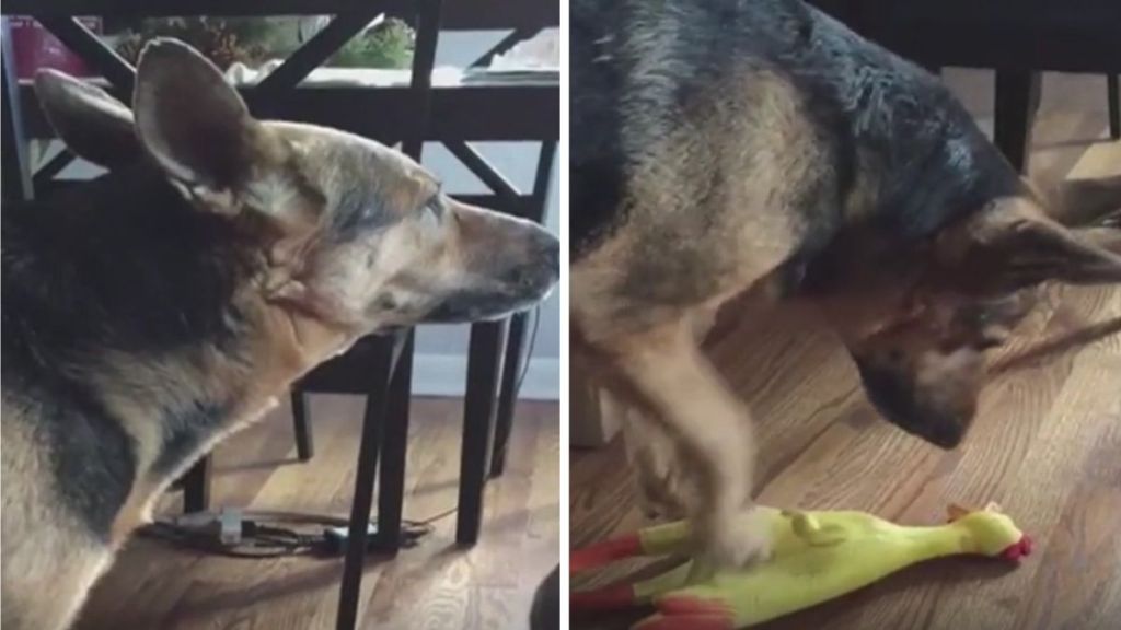 Left frame shows a German shepherd howling. Right frame is the same dog using his paw to squeak a rubber chicken (which is why he is howling).