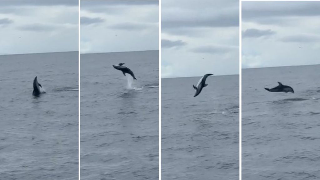 Four panels show the progression of a dolphin doing a somersault flip above water.