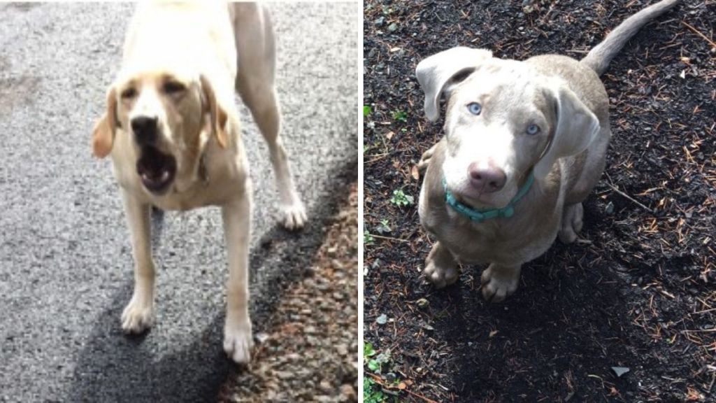 Left image shows a cream-colored dog barking at a delivery driver. Right image shows a gray dog staring at the delivery driver patiently.