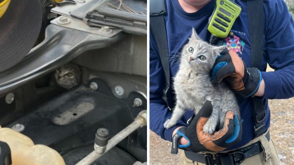 Left image shows a small kitten in the engine compartment of a vehicle. Right image shows the same kitten in the arms of a firefighter after rescue.