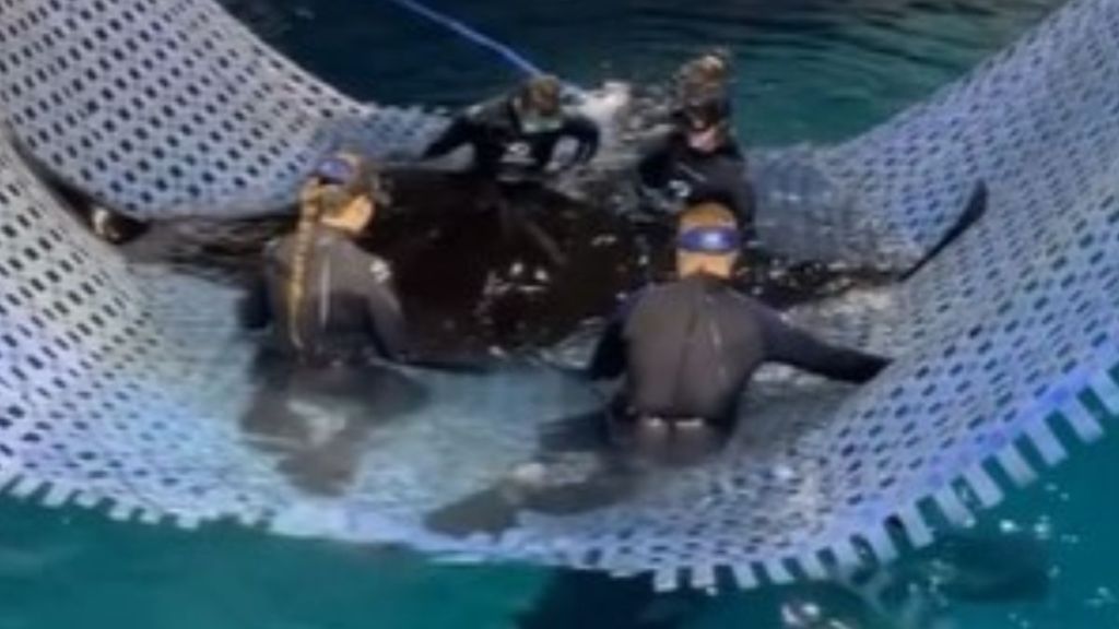 Medical care team at the Georgia Aquarium performing a wellness check on a giant manta ray.