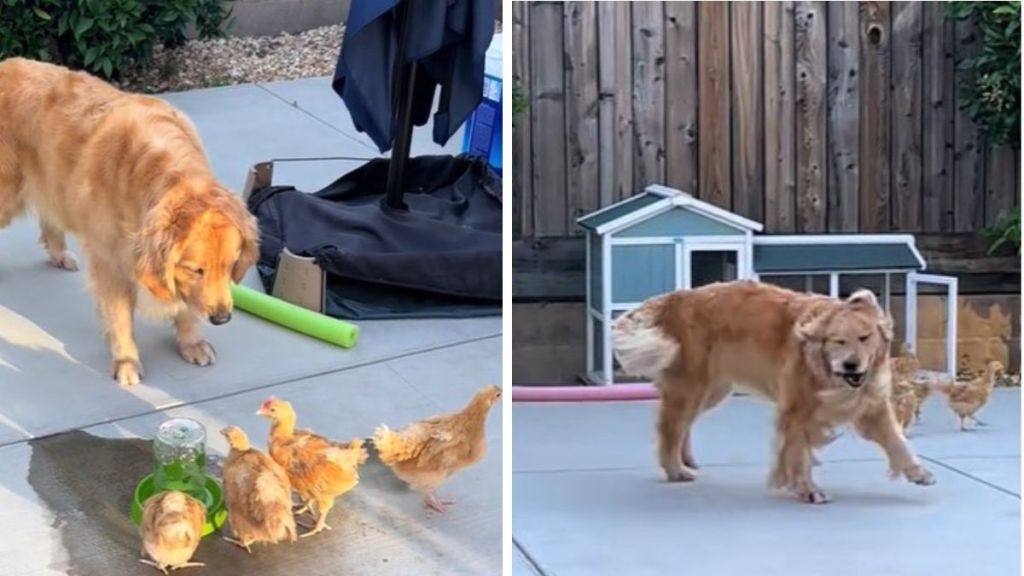Images show a golden retriever playing with four little chickens.