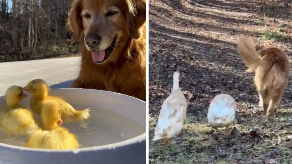 Left image shows a golden retriever watching ducklings swim in a small pool. Right image shows the dog walking along a trail with the full-grown ducks.