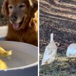 Left image shows a golden retriever watching ducklings swim in a small pool. Right image shows the dog walking along a trail with the full-grown ducks.