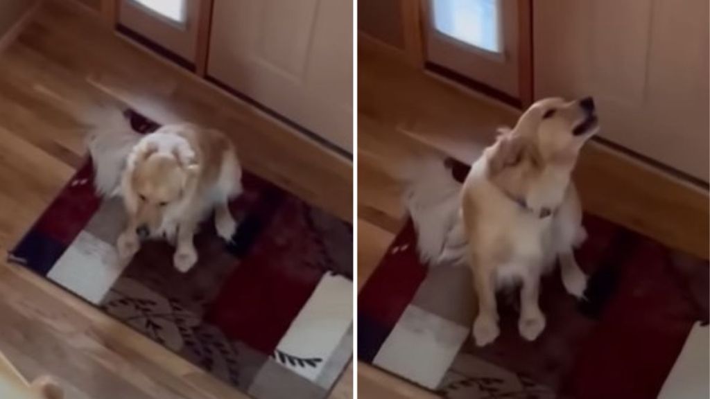 Left image shows a dog hanging its head. Right image shows the golden retriever howling.