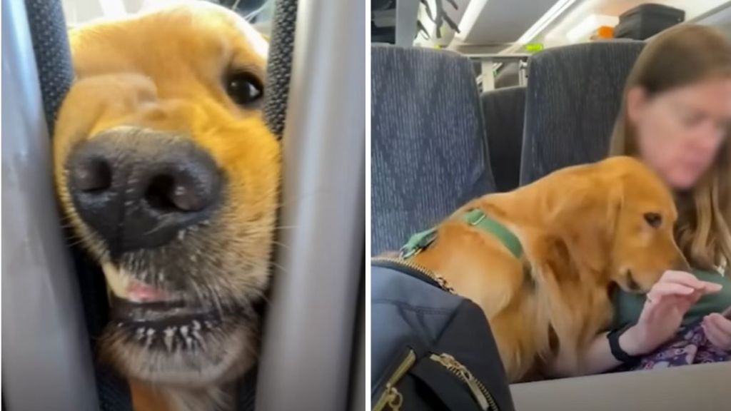 Images show Huxley the golden retriever on a train. Left image shows him staring at a passenger between the seats. Right image shows him cuddling with a new friend.