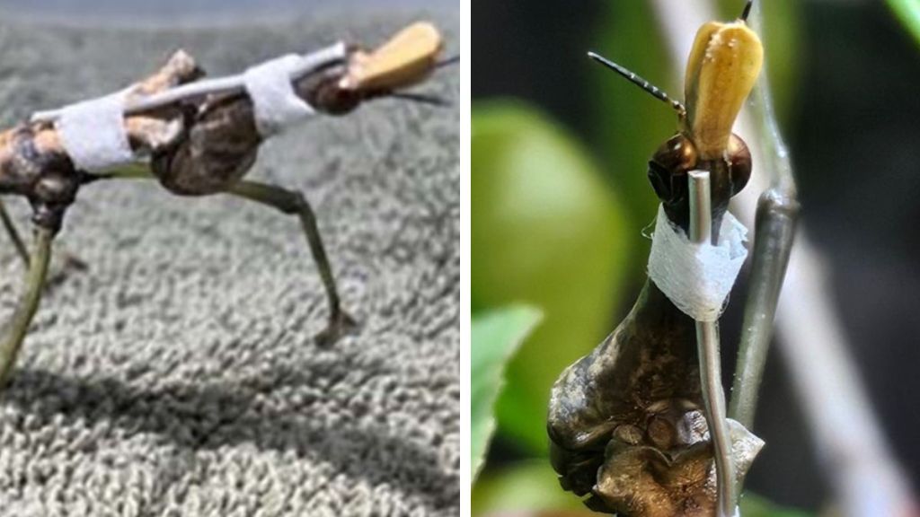 Left image shows the tiny nect brace made for a Peruvian jumping stick at the Houston Zoo. Right image shows the same insect from a different angle, climbing.
