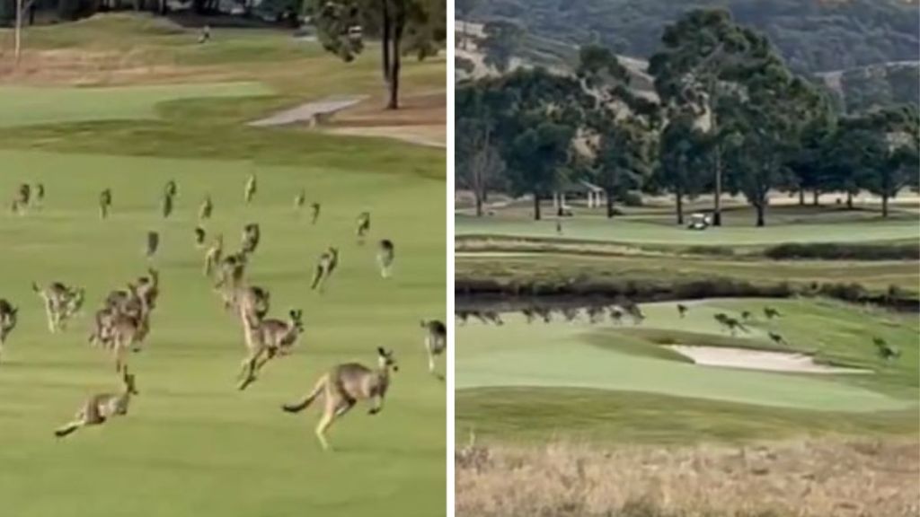 Kangaroos stampeding across a golf course in Victoria, Australia.