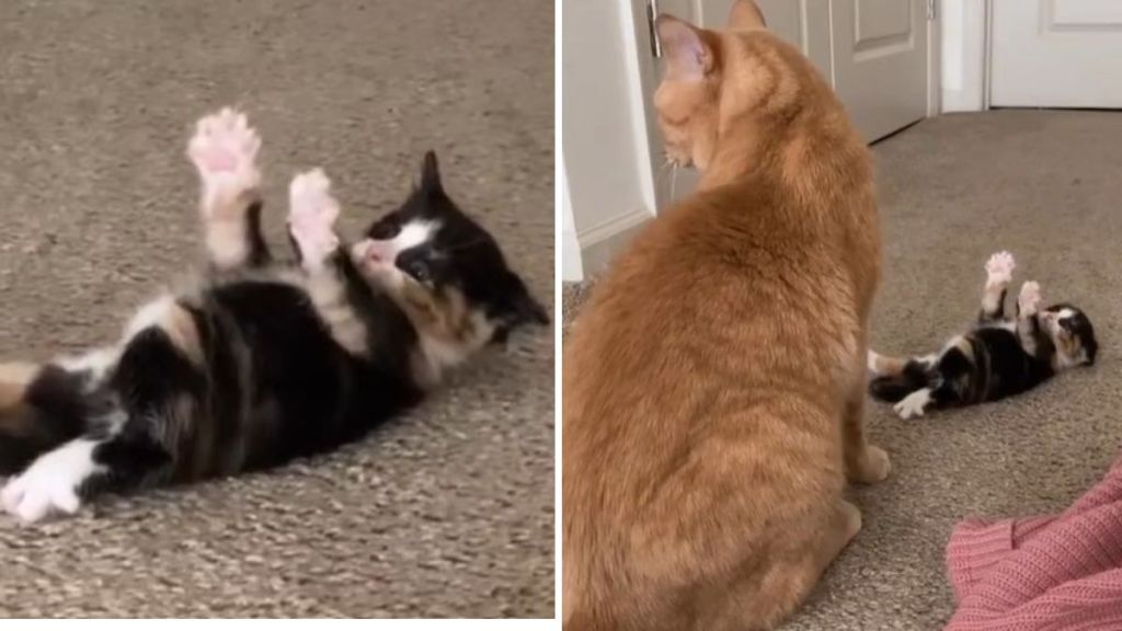 Left panel shows an adorable kitten with outstretch paws asking for a hug. Right panel shows a disinterested adult cat ignoring the hug request.
