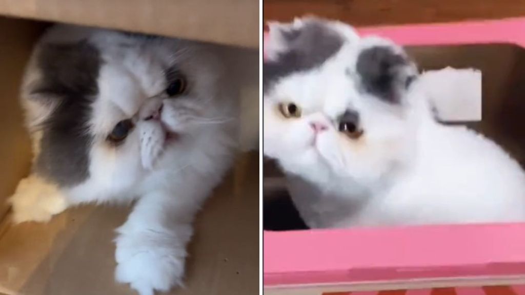 Left image shows Potato the Persian cat hiding in his favorite box. Right image shows Potato selling ice cream in his ice cream truck box.