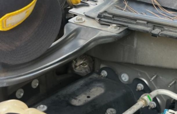 Kitten hiding in the engine compartment of a vehicle, peeking out at a firefighter from a hole behind the firewall.